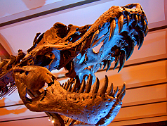  Fotografie Reiseführer  Das Museum für Naturwissenschaften ist bekannt für seine beachtliche Dinosauriersammlung