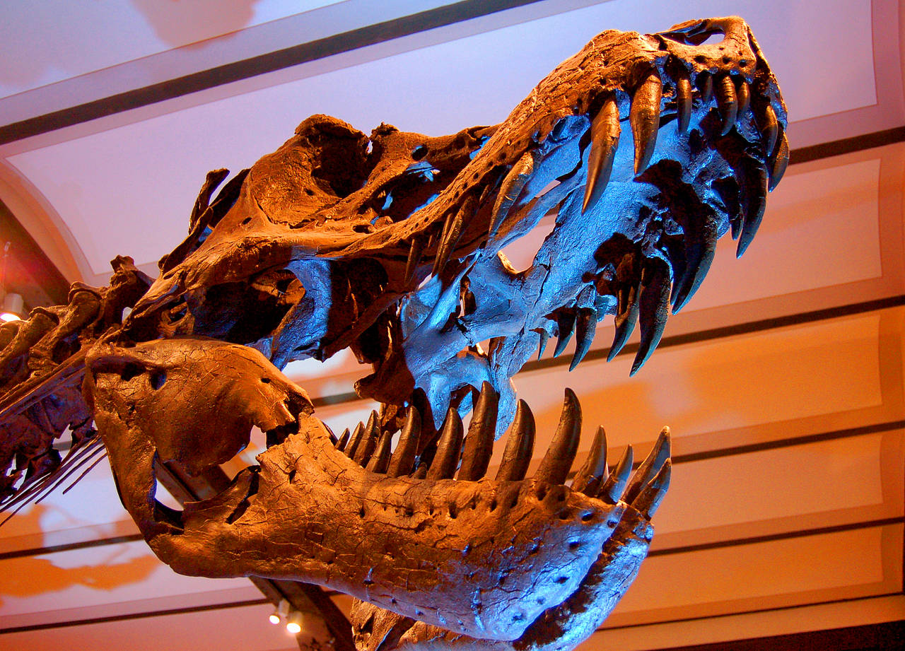  Fotografie Reiseführer  Das Museum für Naturwissenschaften ist bekannt für seine beachtliche Dinosauriersammlung