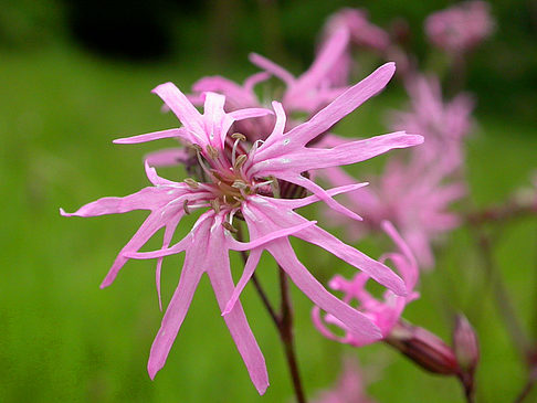 Jean Massart Versuchsgarten Foto 